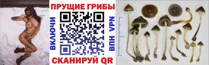 Галлюциногенные грибы Magic Shrooms  МЕГА ТОР  Новомичуринск 